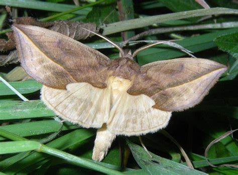 Vampire Moth Calyptra Thalictri Zoochat