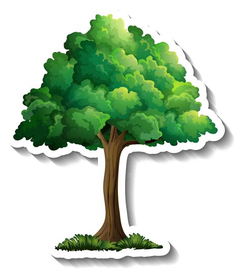 Watercolor Pine Tree Clip Art PNG Clip Art Library 6200 The Best Porn