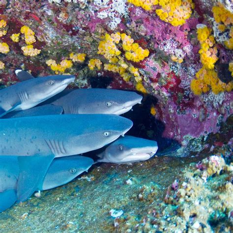 Warum Haie so wichtig sind – SHARKPROJECT