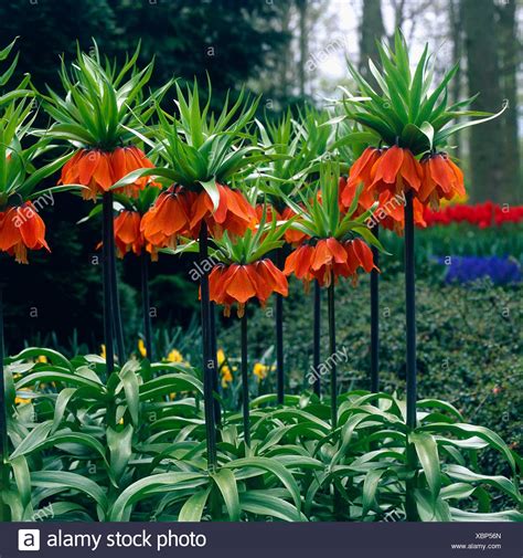 Fritillaria Imperialis Rubra High Resolution Stock Photography And