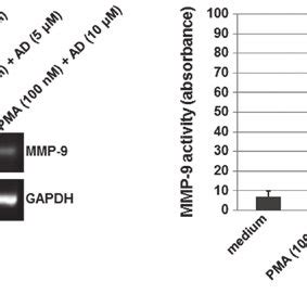 Effect Of Andrographolide Ad On The Expression And Activity Of The