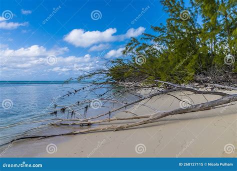 Vue Sur Un Arbre Tombé Sur Le Rivage D une Baie Déserte Sur L île D