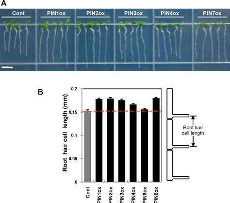 Figure 2 From Differential Auxin Transporting Activities Of PIN FORMED