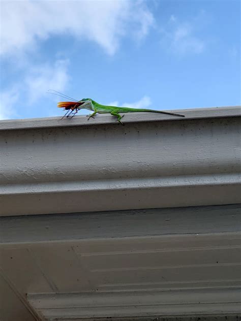 Just Your Friendly Neighborhood Anole Scrolller