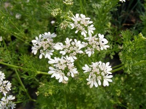 Coriandrum Sativum