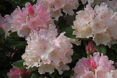 Rhododendron Yaku Princess Cloud Mountain Farm Center Nursery