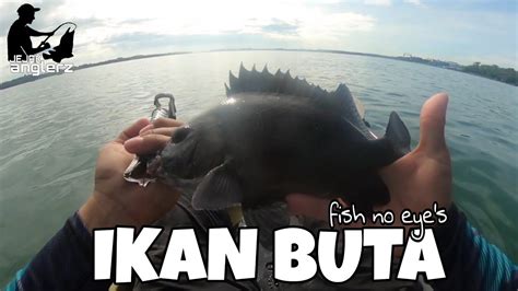 Ikan Buta Fish Without Eyes Youtube