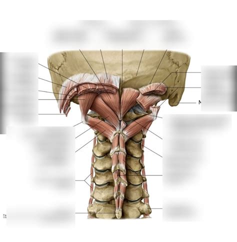 Suboccipital Triangle Diagram Quizlet