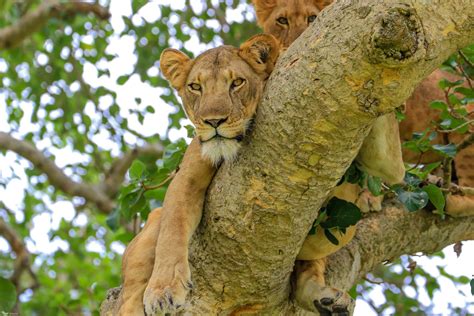 The Tree Lions Of Ishasha • Nomadic By Nature