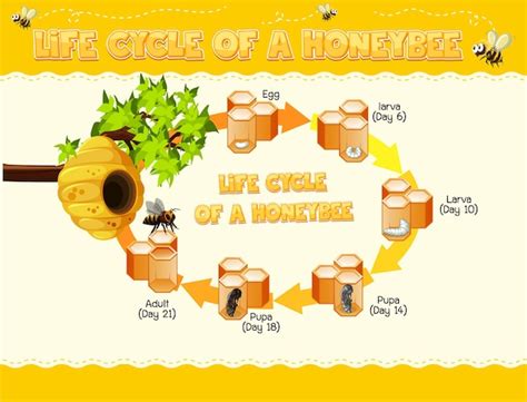 Honey Bee Life Cycle Diagram