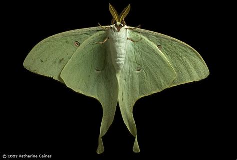 Luna Moth Front A Photo On Flickriver