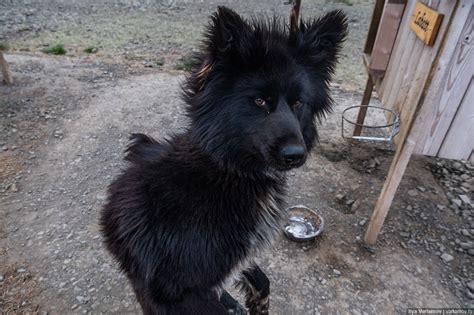 Шпицберген: почти наш — Teletype