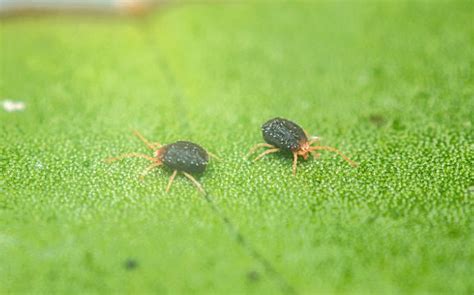 A Guide to Clover Mites Identification & Prevention - Phenom Pest Control