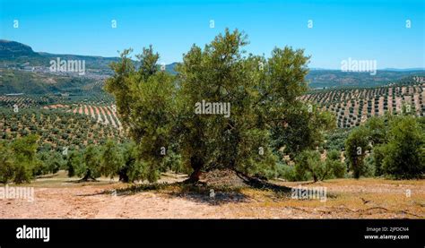 An Old Olive Tree In An Olive Grove In Rute Andalusia Spain And The