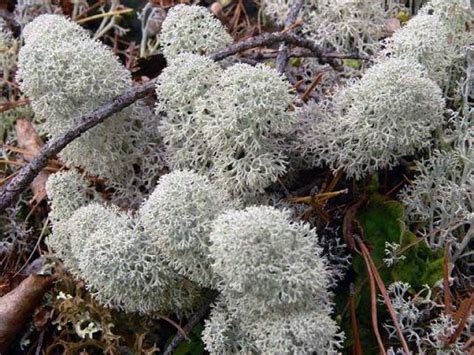 The Northern Taiga Plants And Trees