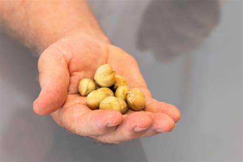 È Tonda Gentile e delle Langhe la più Famosa Nocciola del Mondo