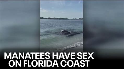 Florida Deputies Ask People To Stop Calling About Manatees Having Sex