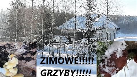 ZIMOWE GRZYBY W ZIMOWYM LESIE SZOK 11 12 2023 Grzyby 2024 Zimowe