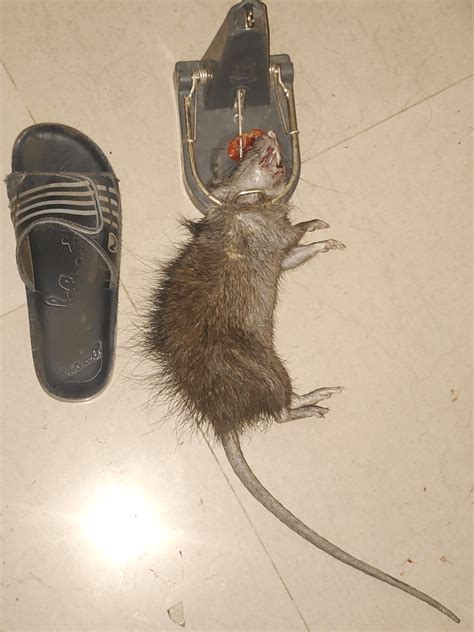 Rat Infestation in Chennai : r/Chennai