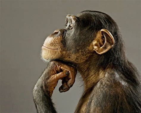 Thinking Chimpanzee