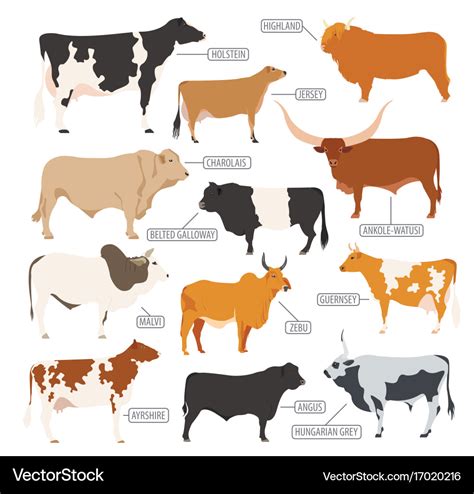 Cattle breeding cow bulls breed icon set flat Vector Image