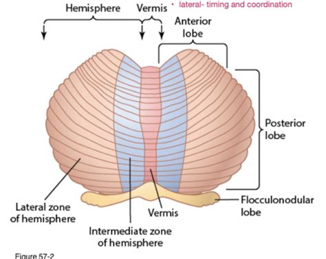 Physiology Block 3 Lecture 12 Flashcards Quizlet