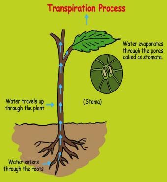 What is transpiration? - Champak Magazine