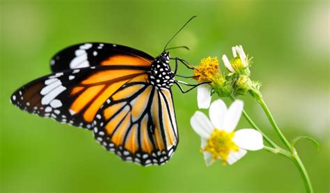 Unraveling The Mystery Of Butterfly Sex Chromosomes Earth