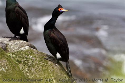 Red Faced Cormorant