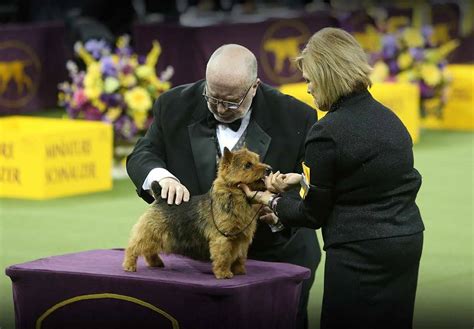 WESTMINSTER KENNEL CLUB DOG SHOW - May 6-9, 2024 - National Today