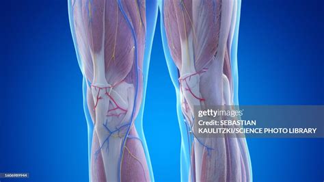 Anatomy Of The Knees Illustration High-Res Vector Graphic - Getty Images