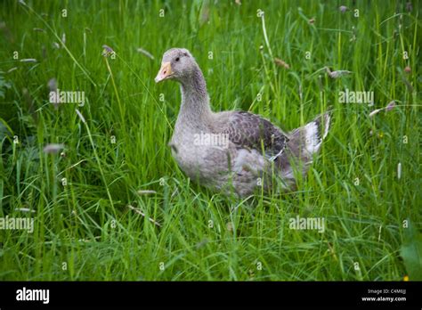 Toulouse Goose Hi Res Stock Photography And Images Alamy