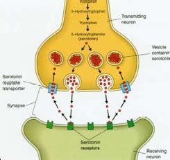 Chemical Synapses Part I Synaptic Functions Psych 214 Exam 2