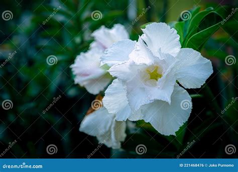 White Adenium Blooming Or Adenium Obesum Royalty Free Stock Photography