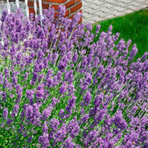 Lavendel Hecke Von BALDUR Garten Auf Blumen De Kaufen