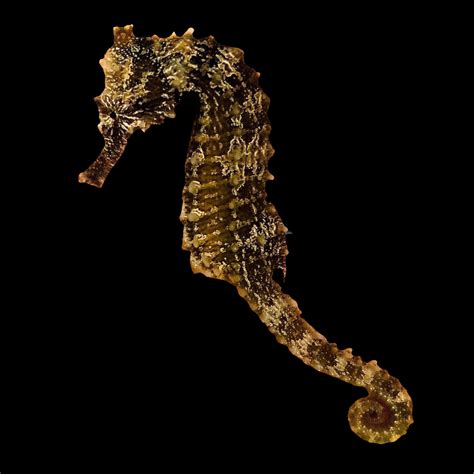 Seahorses Alyssas Seahorse Savvy