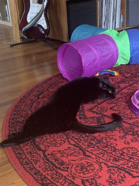 Curvy Curly Cat : r/confusing_perspective