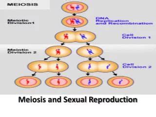 PPT Sexual Reproduction And Meiosis PowerPoint Presentation Free