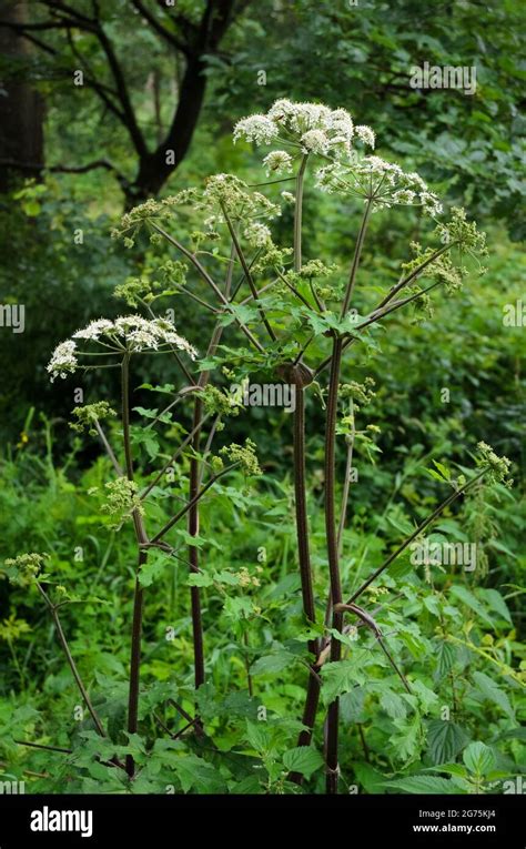 Hogweed Heracleum Mantegazzianum Apiaceae Known As Cartwheel Flower