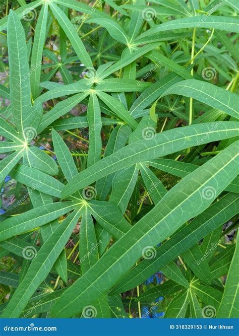 The Health Benefits Of Cassava Leaves Manihot Esculanta Crantz 02