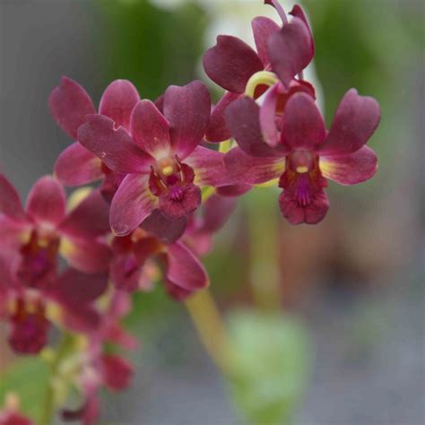 Buy Orchid Dendrobium Flask Amthai Orchids Online