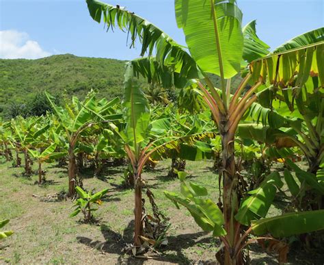 Jamaicas Big Hopes For Bananas