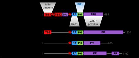 Riam And Other Mrl Proteins Domain Organization And Interactions Tbs