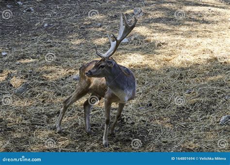 Bellow Majestic Powerful Adult Fallow Deer Dama Dama Standing In The