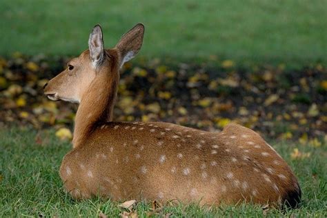 Why Do Deer Sleep In My Yard Behavior Explained World Deer