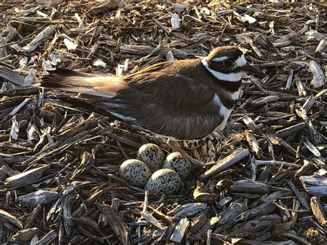 Killdeer Eggs Wallpapers - Wallpaper Cave