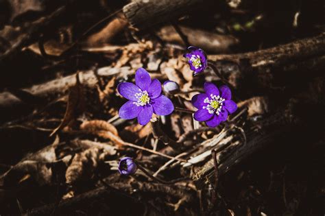 Hepatica Flower Spring Free Photo On Pixabay Pixabay