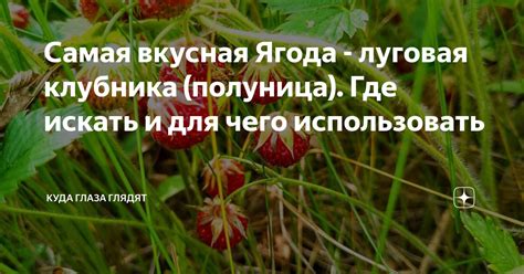 Самая вкусная Ягода - луговая клубника (полуница). Где искать и для ...