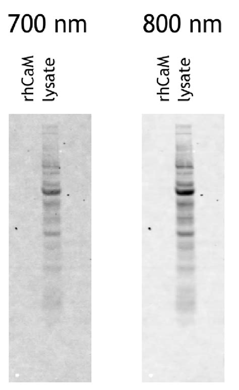 Glutaraldehyde fixation is incompatible with infrared signal detection ...