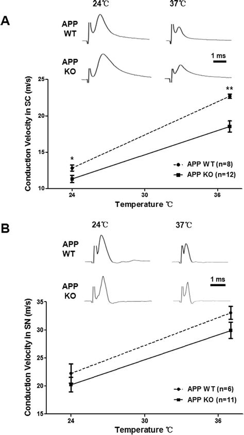 Conduction Velocities Of Compound Action Potentials Caps Are Reduced